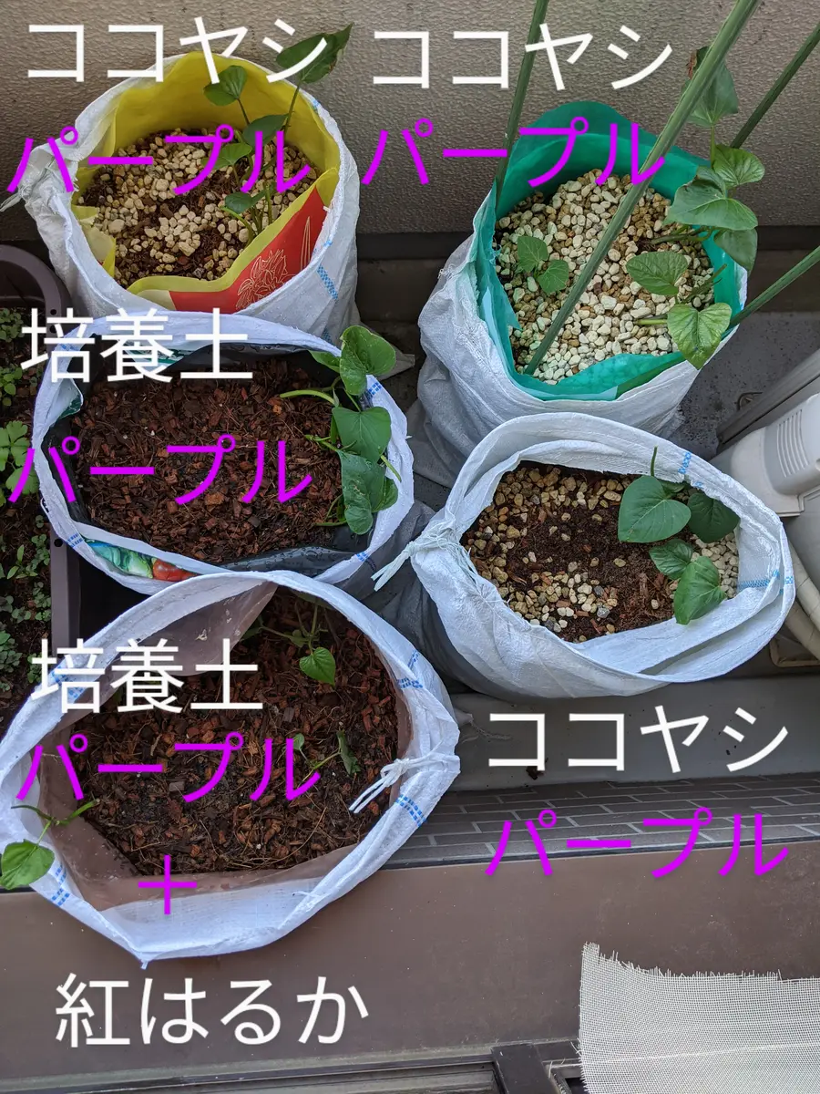 自然栽培さつまいも【紅はるか】3kg | えびのファーム