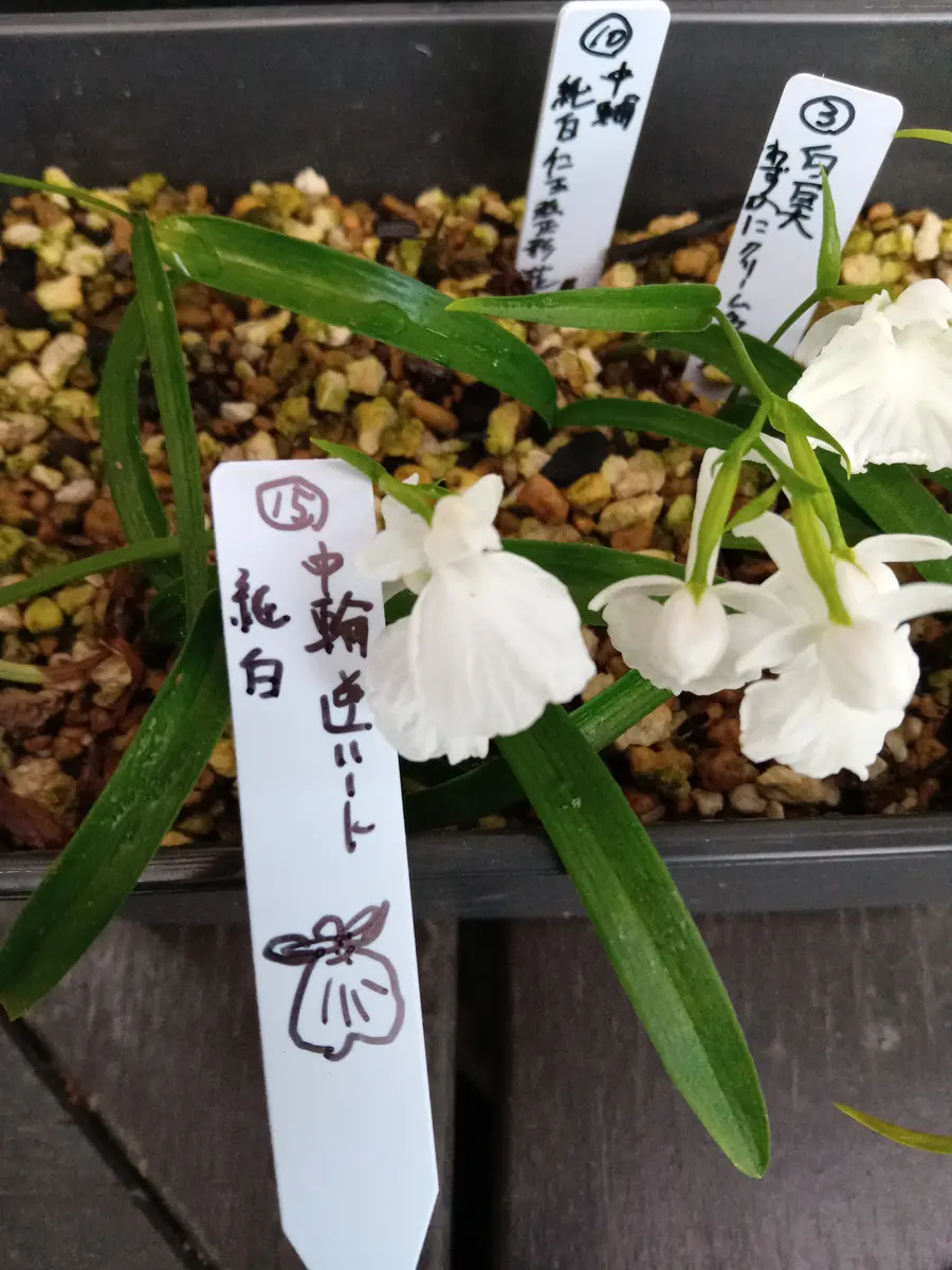 バービー様専用 胡蝶蘭 生花 ロング ウチョウラン(開花中)U24 バービー様専用 胡蝶蘭 生花 ロング ウチョウラン(開花中)U24
