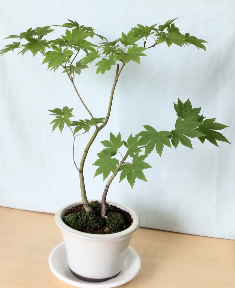 お盆!清流の如く。山採りコハウチワカエデ。 逸品。特大山採り