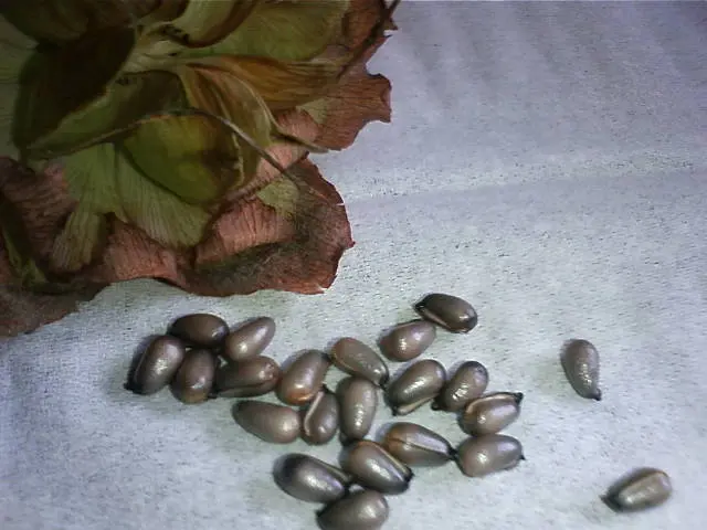 クリスマスローズ、初めての種採取｜そだレポ（栽培レポート）bykomin