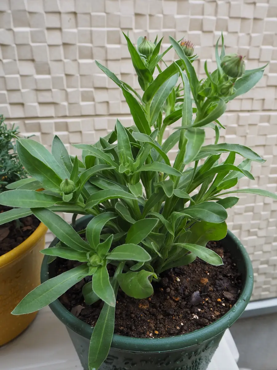 カレンデュラ栽培日記｜そだレポ（栽培レポート）byれーこ｜みんなの