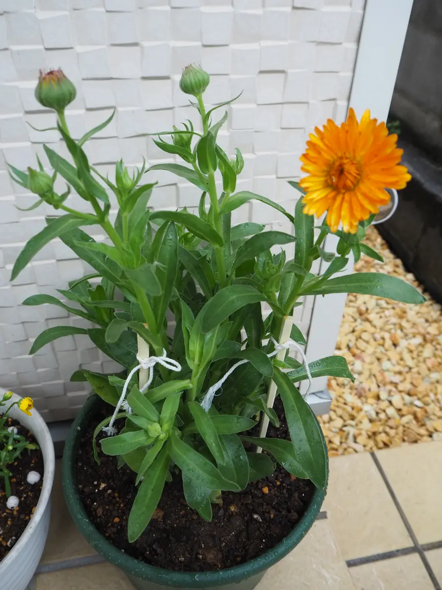 カレンデュラ栽培日記|そだレポ(栽培レポート)byれーこ|みんなの カレンデュラ栽培日記|そだレポ(栽培レポート)byれーこ|みんなの