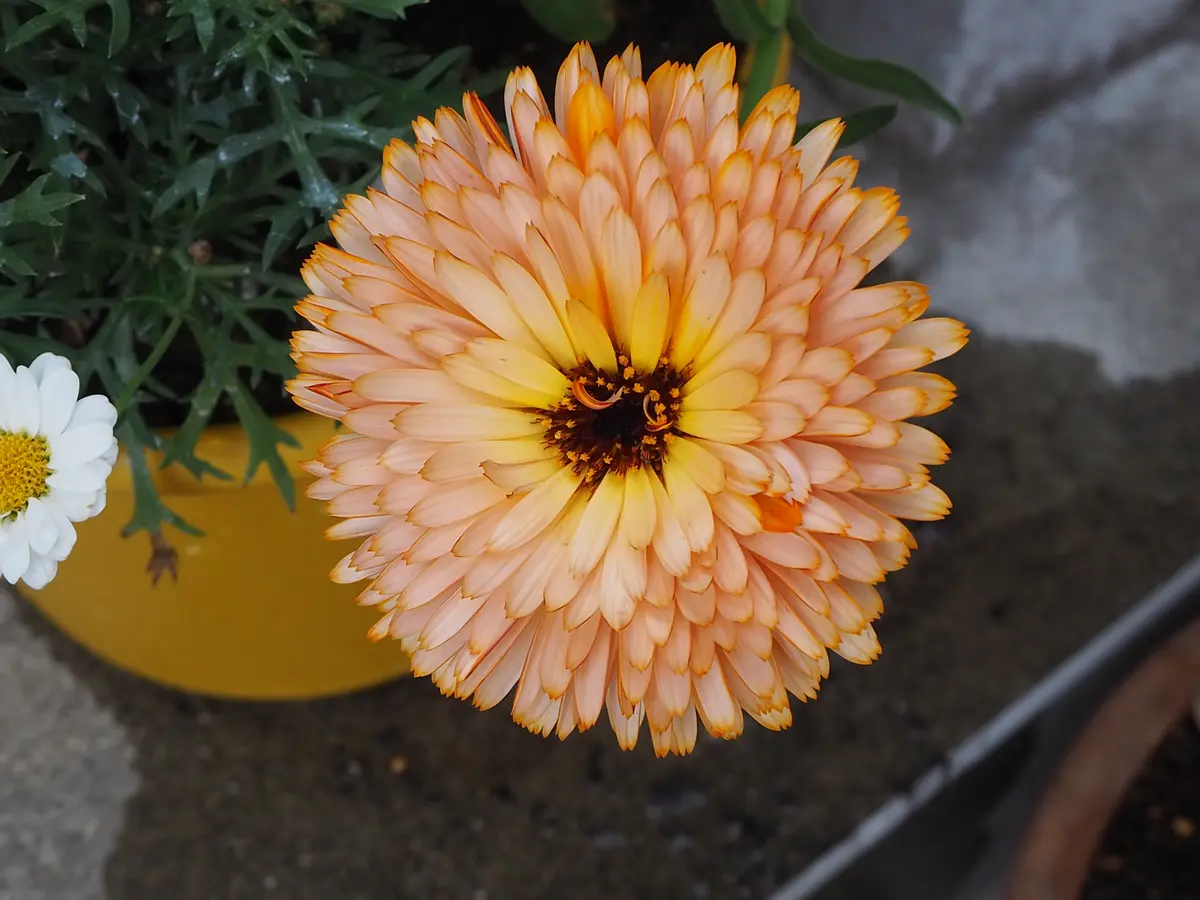 カレンデュラ栽培日記｜そだレポ（栽培レポート）byれーこ｜みんなの