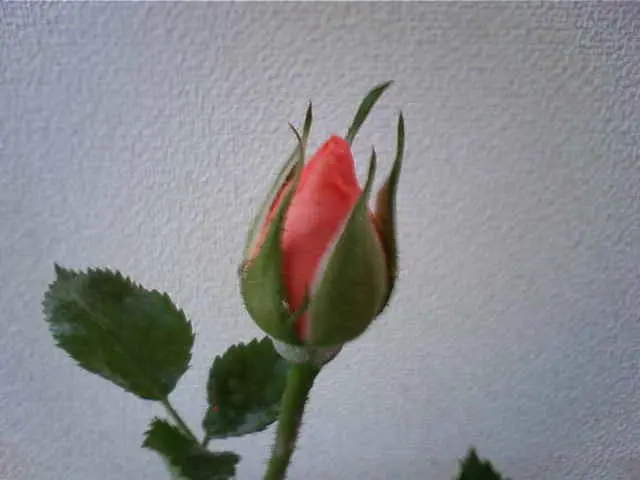 芳香あるミニバラを咲かせましょ(^^)|そだレポ(栽培レポート 芳香あるミニバラを咲かせましょ(^^)|そだレポ(栽培レポート