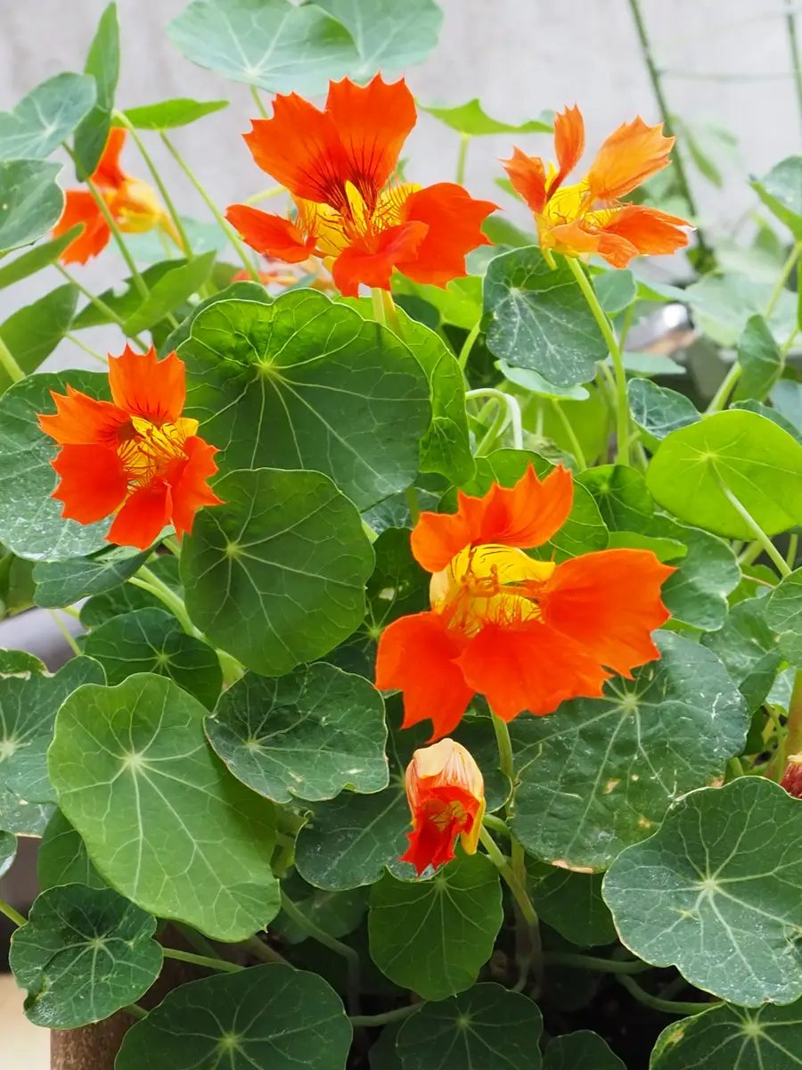 蛍光色の花が鮮やかで綺麗「挿し芽で増やして、秋にもナスタチウムの花