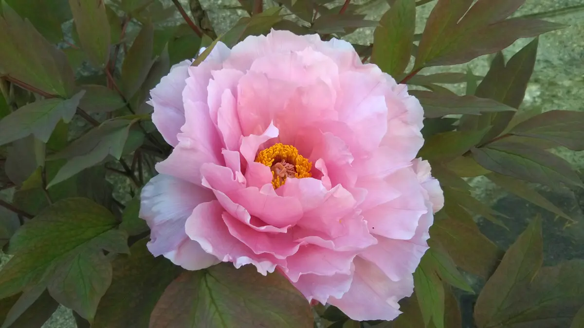 大好きな牡丹をコンパクトに咲かせるため毎年格闘｜そだレポ（栽培  