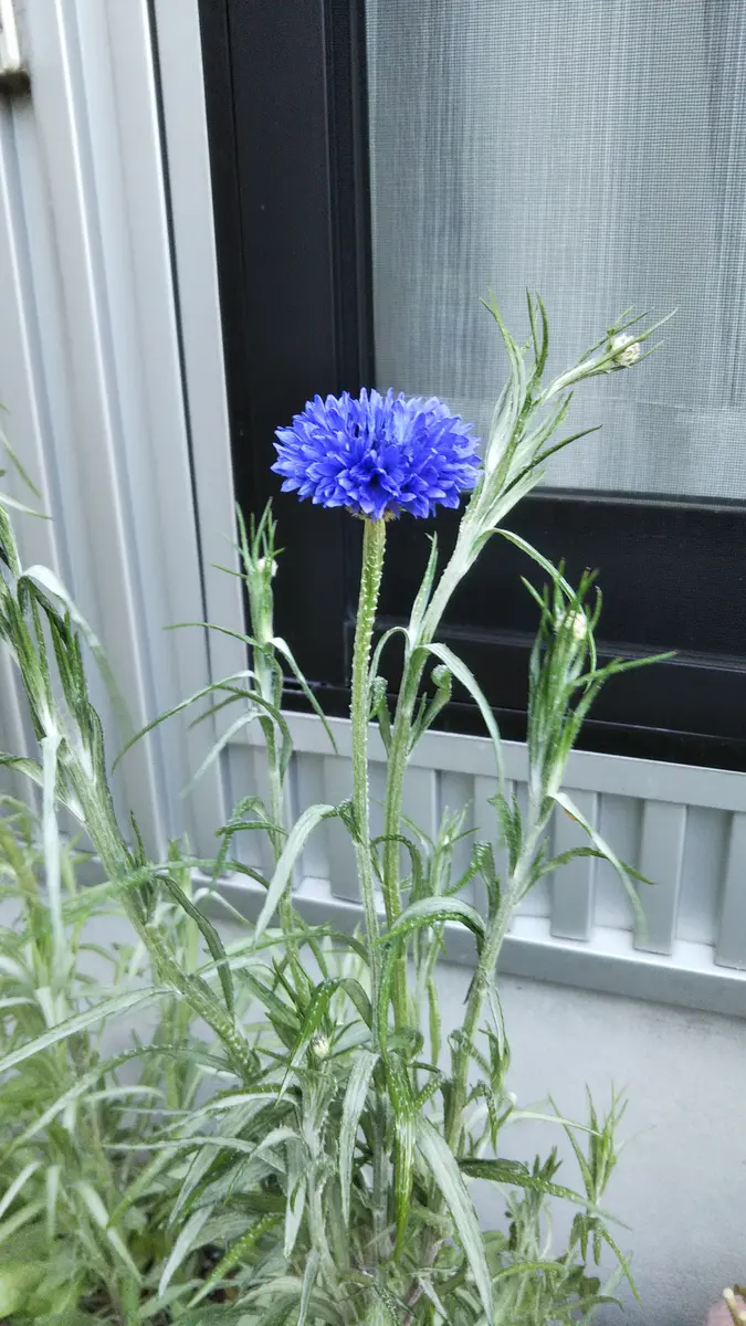 矢車草(ヤグルマギク)｜そだレポ（栽培レポート）byかなた｜みんなの