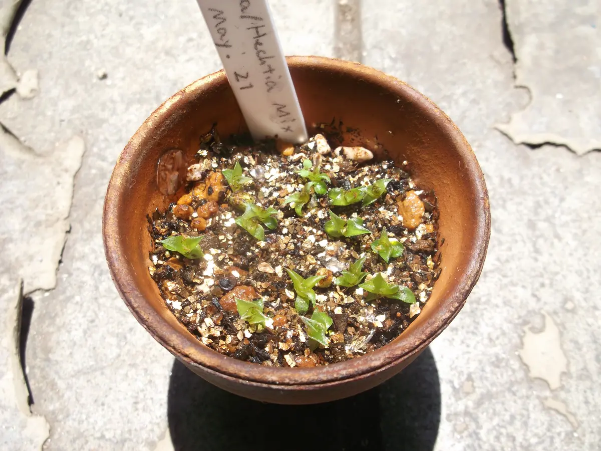 ディッキア、ヘクチア 親株 子株 大量セット dyckia ディッキア