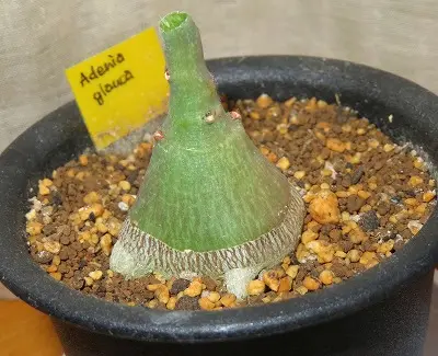 アデニア・グラウカ Adeniaglauca幻蝶蔓・・実生｜そだレポ