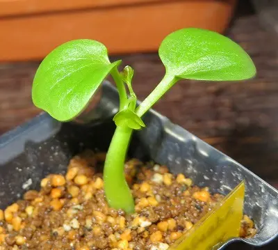 アデニア・グラウカ Adeniaglauca幻蝶蔓・・実生｜そだレポ（栽培