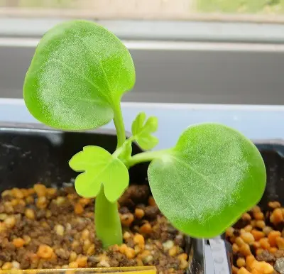 アデニア・グラウカ Adeniaglauca幻蝶蔓・・実生｜そだレポ（栽培