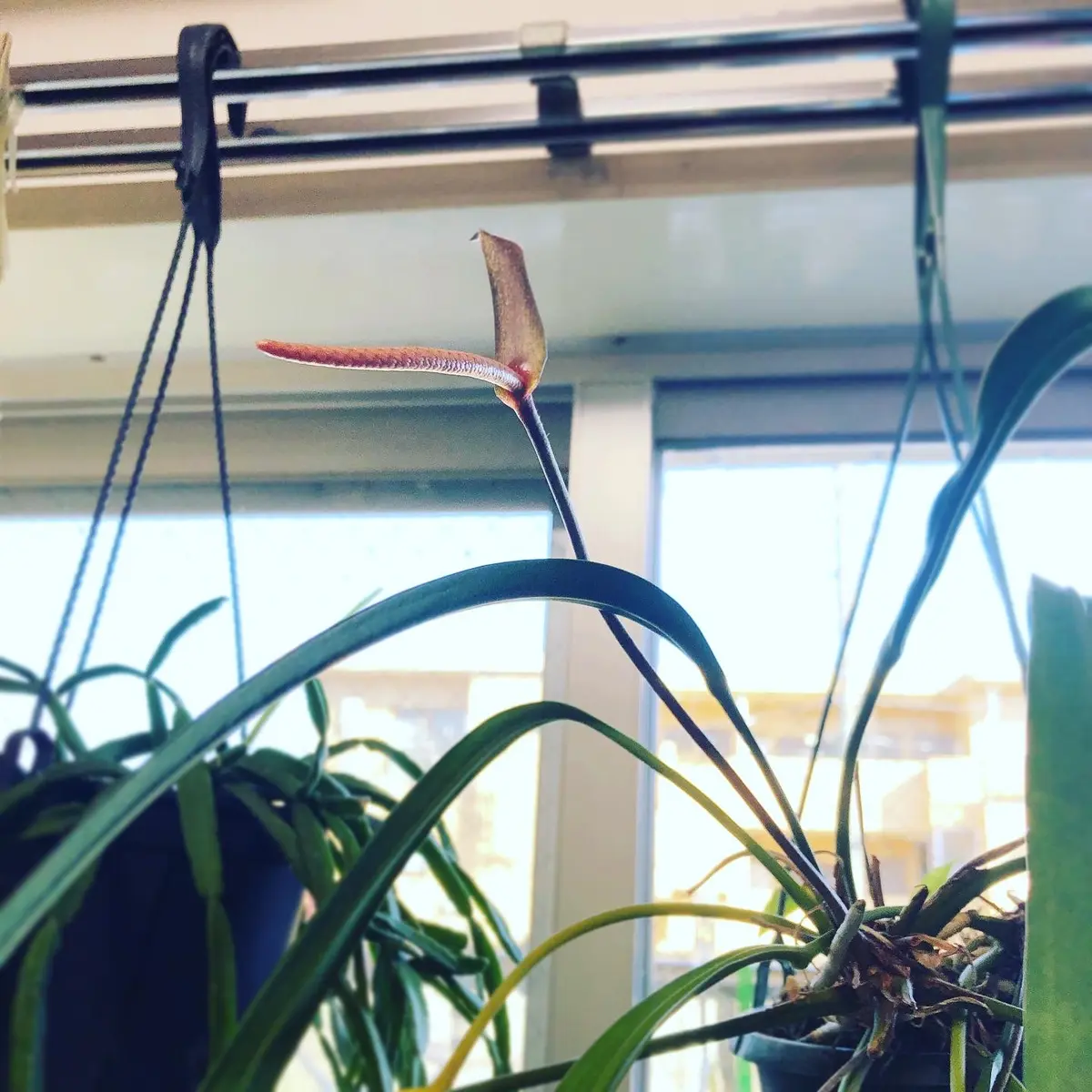 ビッタリフォリウム・葉の伸びるスピードの観察｜そだレポ（栽培