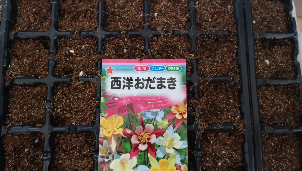 種からオダマキ 2021年｜そだレポ（栽培レポート）byのみゅ｜みんなの