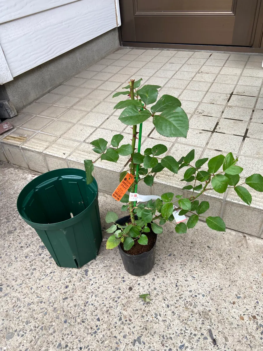 5月 バラの新苗植えてみた｜そだレポ（栽培レポート）byそらうみ