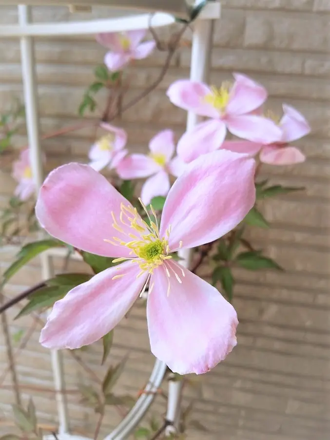 ■クレマチス/モンタナエリザベス苗 確認専用！6月23日ご報告とお詫び。 □クレマチス/モンタナエリザベス苗 確認専用！6月23日ご報告とお詫び。 □