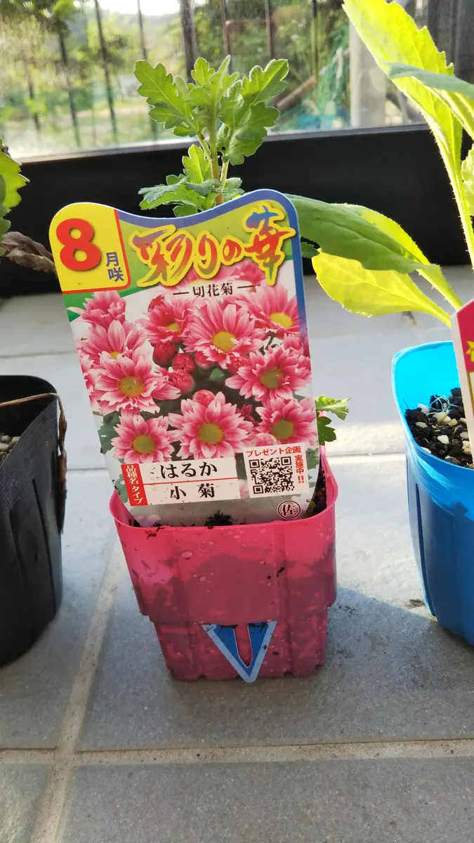 小菊苗から｜そだレポ（栽培レポート）byかなた｜みんなの趣味の園芸