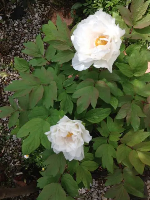 今年こそ！咲かせて見せよう牡丹花｜そだレポ（栽培レポート