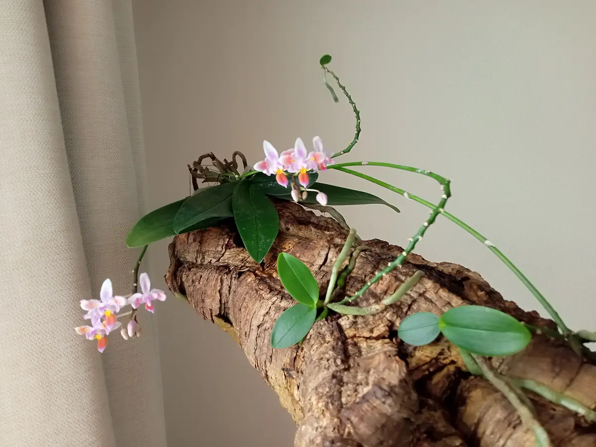 胡蝶蘭原種エクエストリスの高芽と着生｜そだレポ（栽培レポート）by