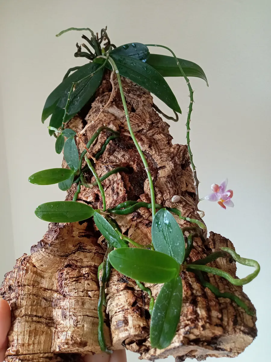 胡蝶蘭原種エクエストリスの高芽と着生｜そだレポ（栽培レポート）by