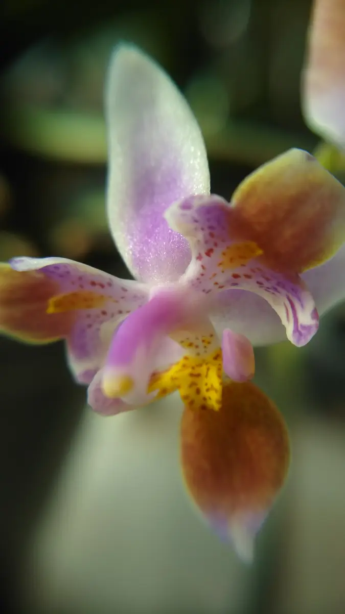 胡蝶蘭原種エクエストリスの高芽と着生｜そだレポ（栽培レポート）by