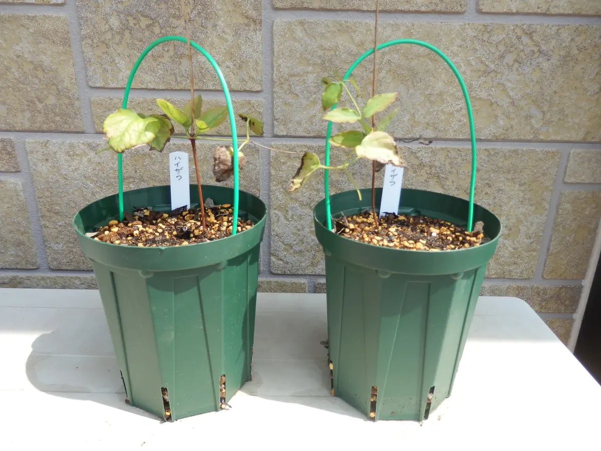 クレマチスの挿し芽作業｜そだレポ（栽培レポート）byまっちゃん