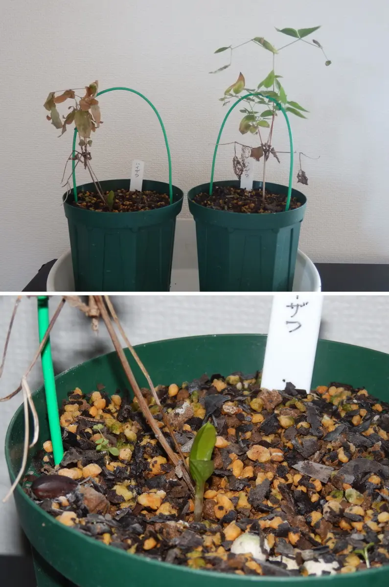 クレマチスの挿し芽作業｜そだレポ（栽培レポート）byまっちゃん
