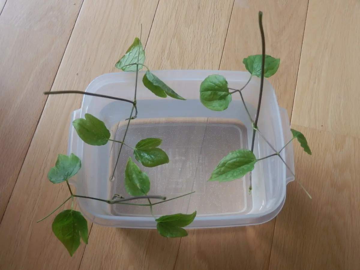 クレマチスの挿し芽作業｜そだレポ（栽培レポート）byまっちゃん