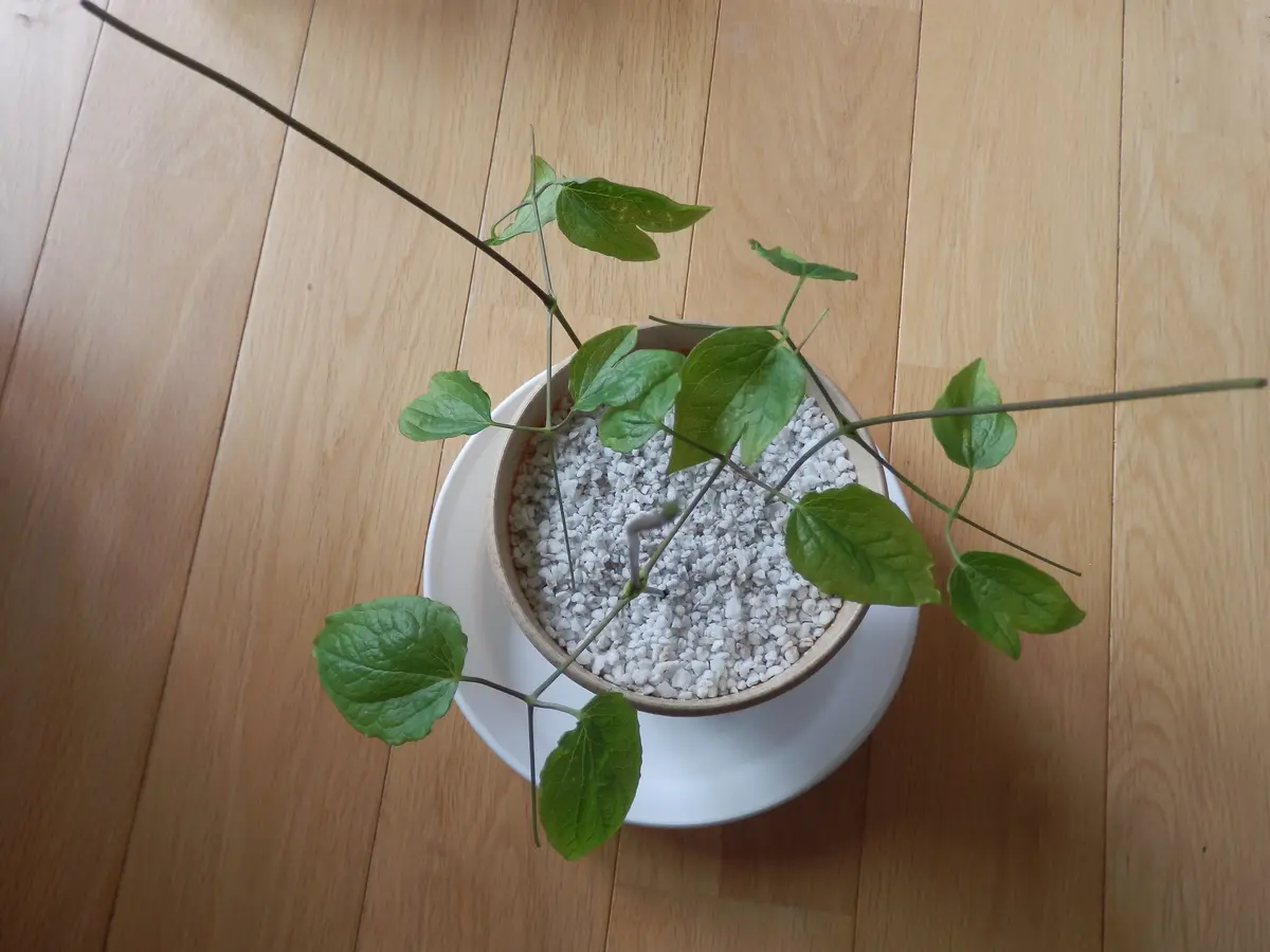 クレマチスの挿し芽作業｜そだレポ（栽培レポート）byまっちゃん