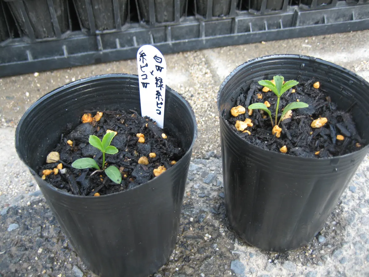 クリスマスローズの種から花を見たい🎄｜そだレポ（栽培レポート）by