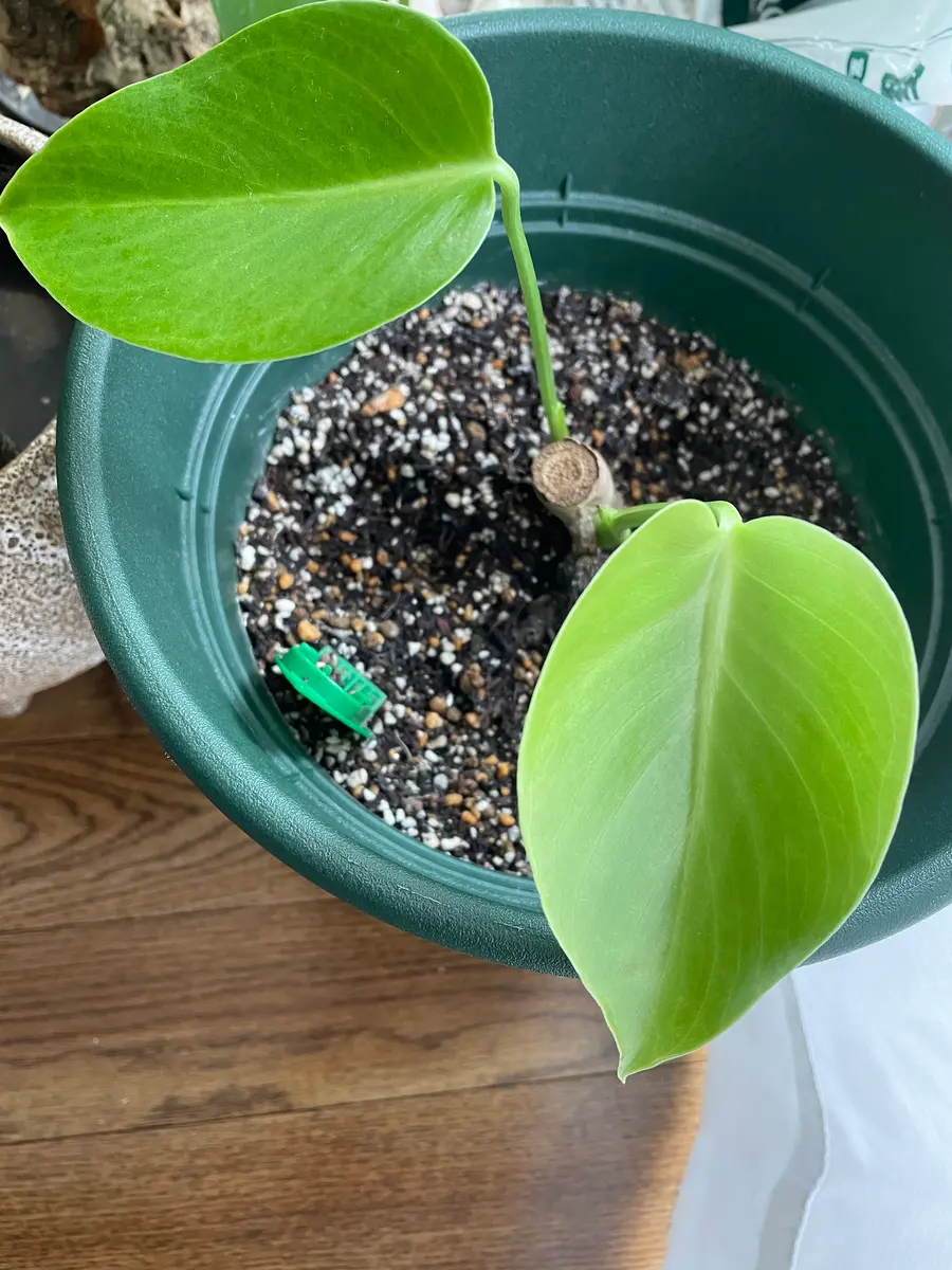 茎のみで購入した黄斑入りモンステラ｜そだレポ（栽培レポート
