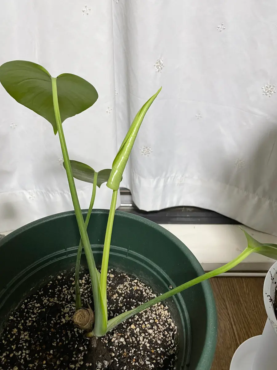 茎のみで購入した黄斑入りモンステラ｜そだレポ（栽培レポート