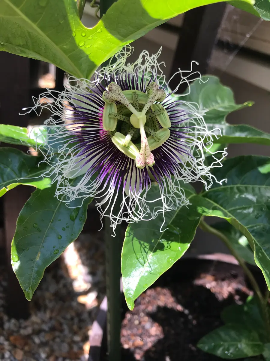 初めてのパッションフルーツ 鉢植え栽培｜そだレポ（栽培レポート）by