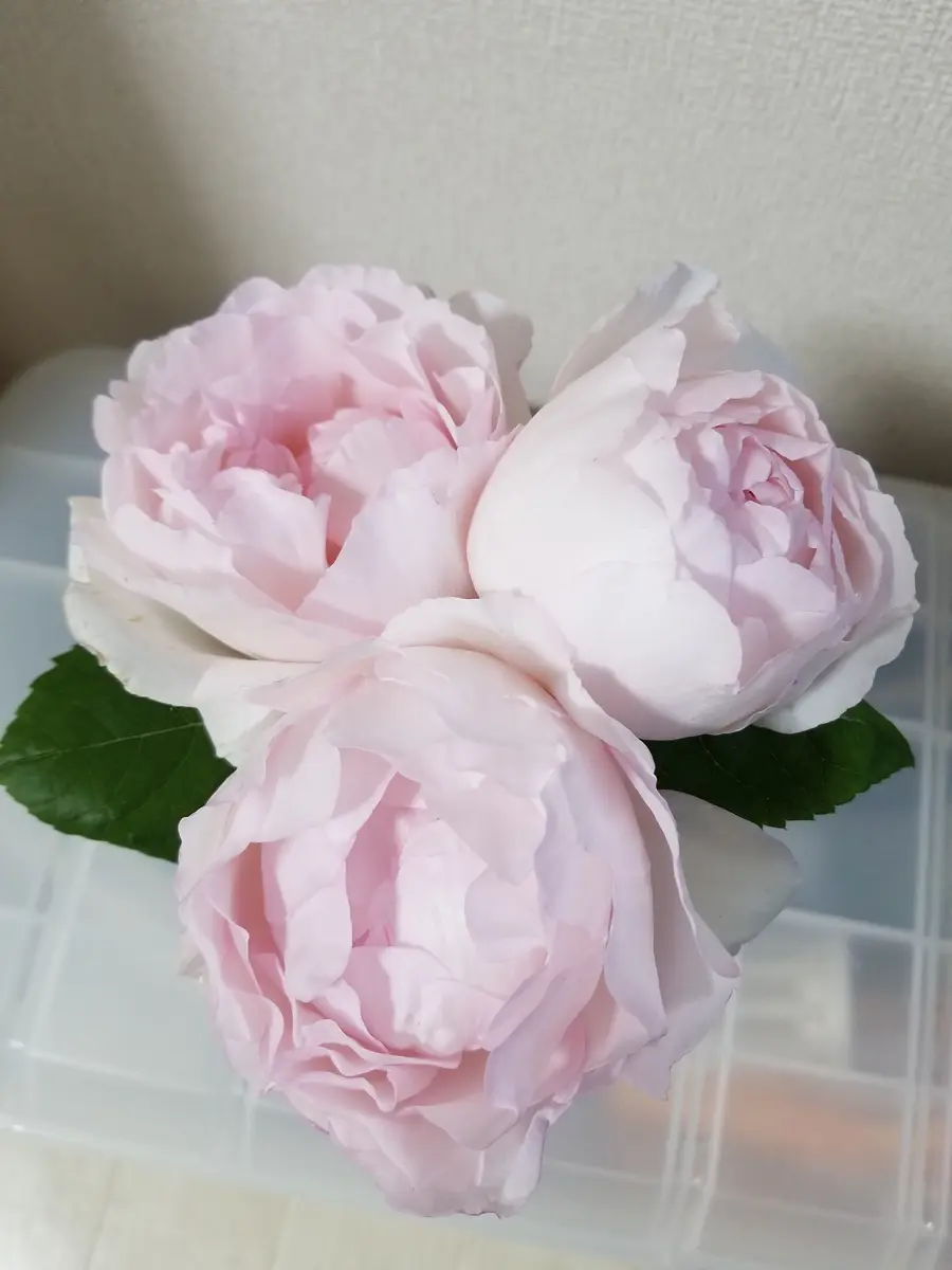 切り花品種のバラを小さな苗から育てる｜そだレポ（栽培レポート