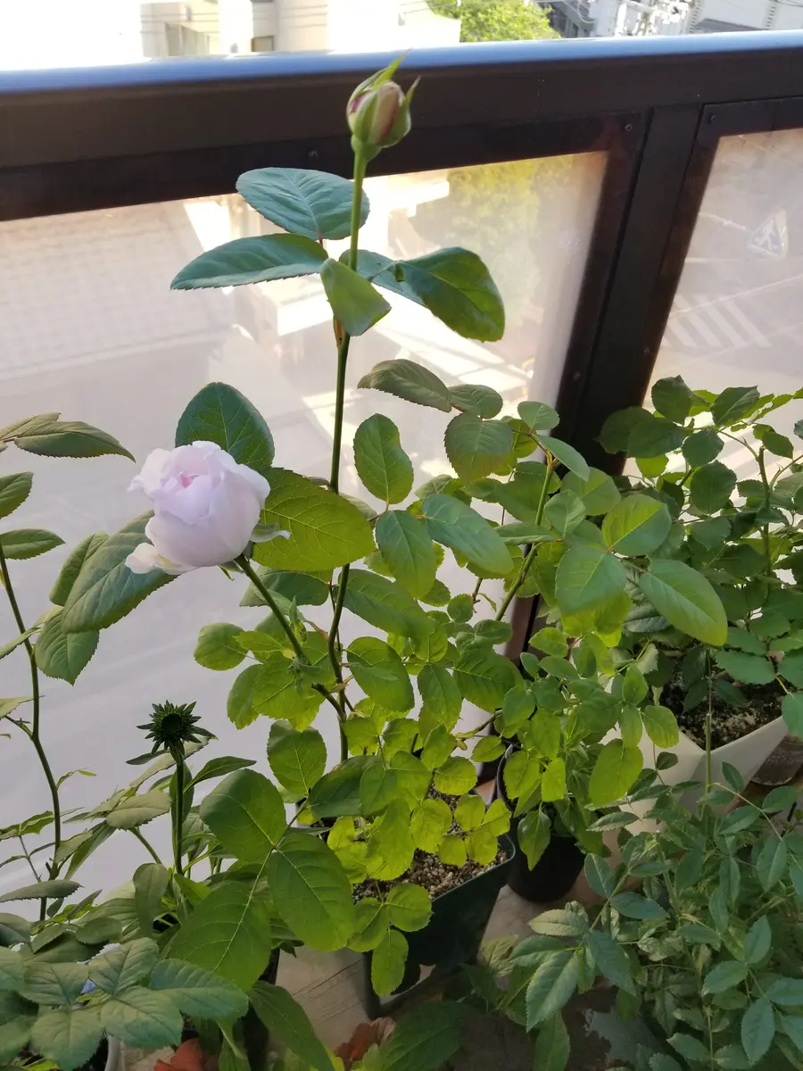 切り花品種のバラを小さな苗から育てる｜そだレポ（栽培レポート）by