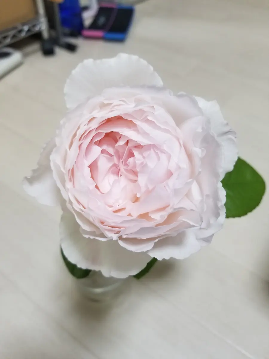 切り花品種のバラを小さな苗から育てる｜そだレポ（栽培レポート