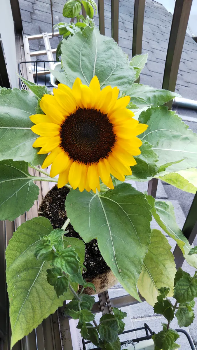 ミニひまわり🌻｜そだレポ（栽培レポート）byぶたぶたさん｜みんなの