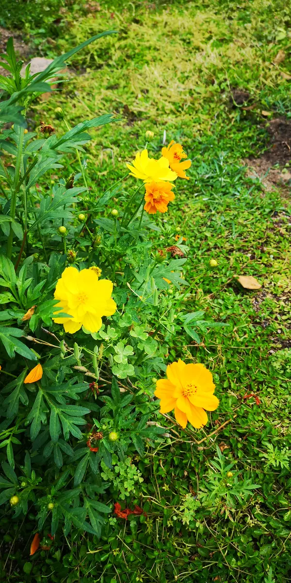 4月からコスモス② 2021年｜そだレポ（栽培レポート）byのみゅ