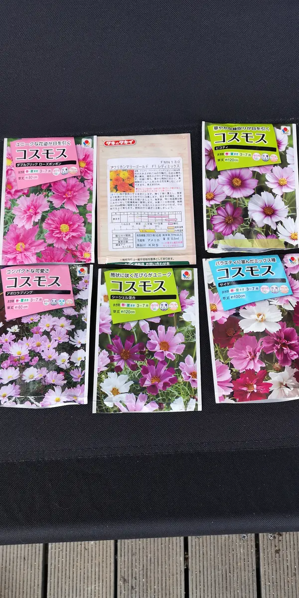 4月からコスモス② 2021年｜そだレポ（栽培レポート）byのみゅ
