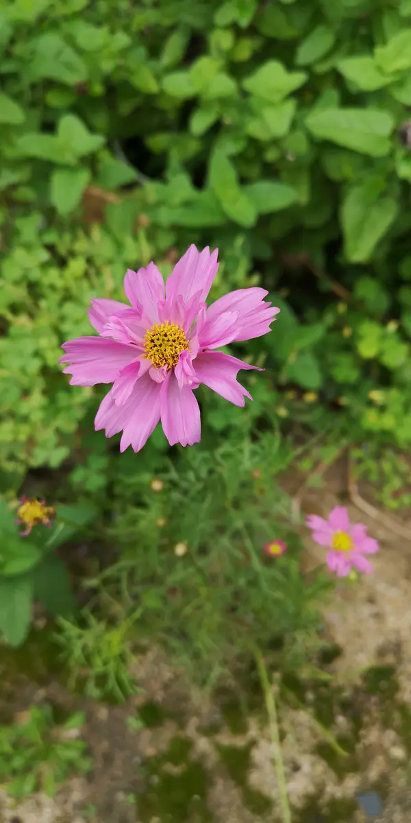 4月からコスモス② 2021年｜そだレポ（栽培レポート）byのみゅ