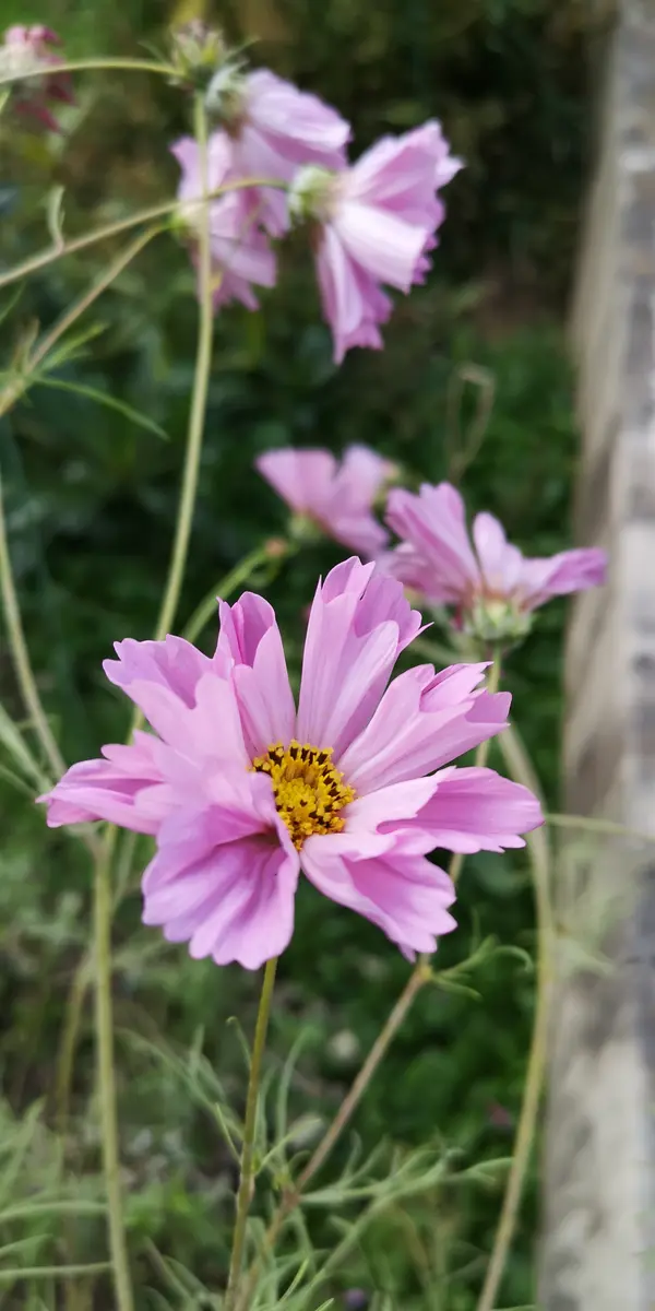 4月からコスモス② 2021年｜そだレポ（栽培レポート）byのみゅ