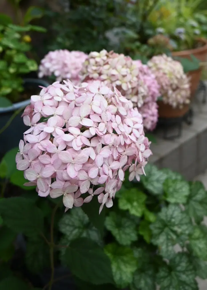 紫陽花アナベル挿し木苗⑬ アジサイ(アナベル)の挿し木に挑戦しました⭐︎ 水揚げなし