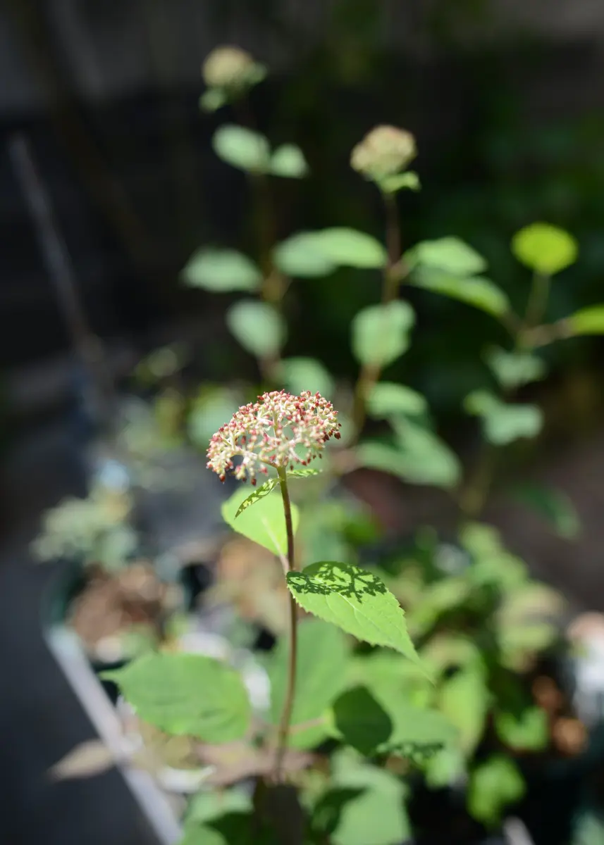 紫陽花アナベル挿し木苗⑫ 紫陽花アナベル挿し木苗⑫