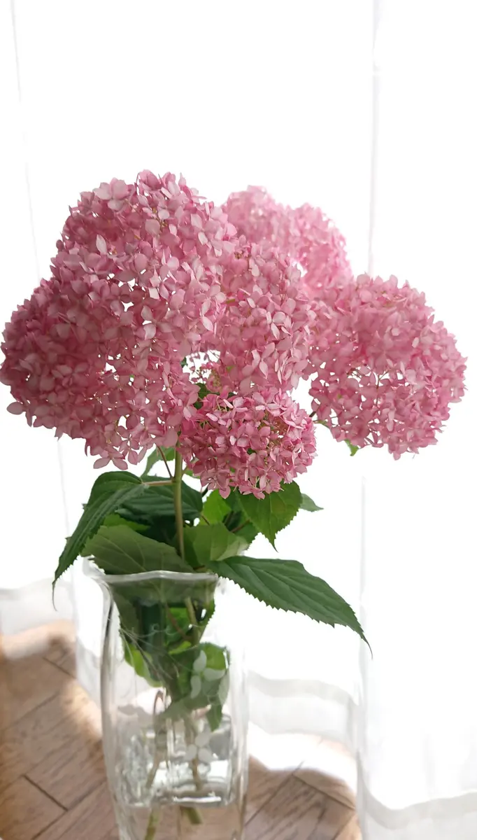 アナベル 紫陽花【挿し芽・挿し木】3本｜Yahoo!フリマ（旧PayPay
