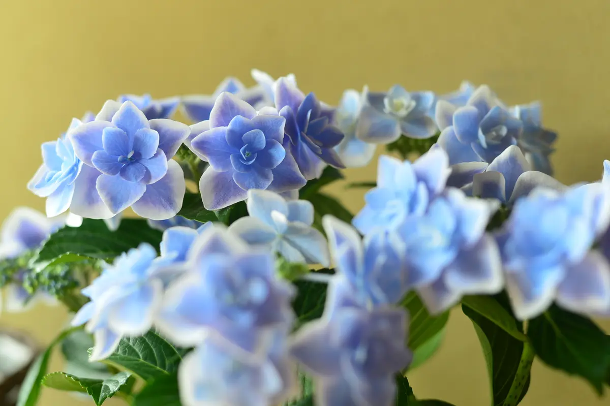 コンペイトウページ 楽天市場】【花終わり】アジサイ（紫陽花・あじさい）コンペイトウ