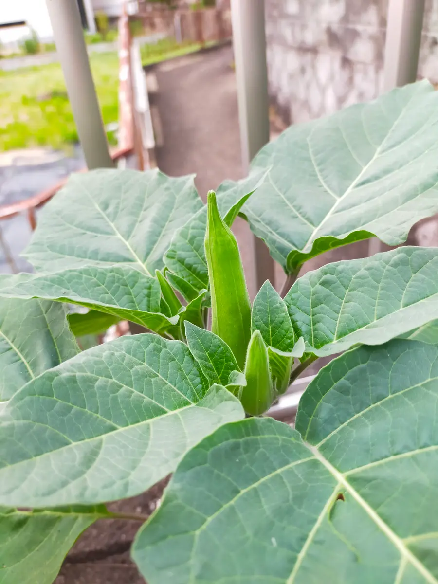 チョウセンアサガオ 種1000粒 ダシュラ 朝鮮朝顔 家庭菜園 園芸 チョウセンアサガオ 種1000粒 ダシュラ 朝鮮朝顔 家庭菜園 園芸