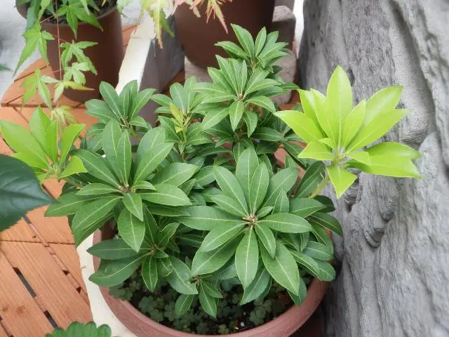 アセビ｜そだレポ（栽培レポート）byAkiharu｜みんなの趣味の園芸