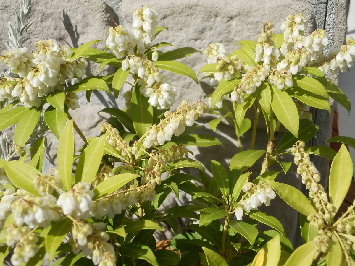 アセビ｜そだレポ（栽培レポート）byAkiharu｜みんなの趣味の園芸