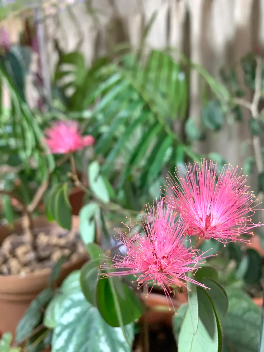 四季咲きネムノキ トキワネム 花苗 悪かろ 約110㌢ 宅急便よりそのまま発送 