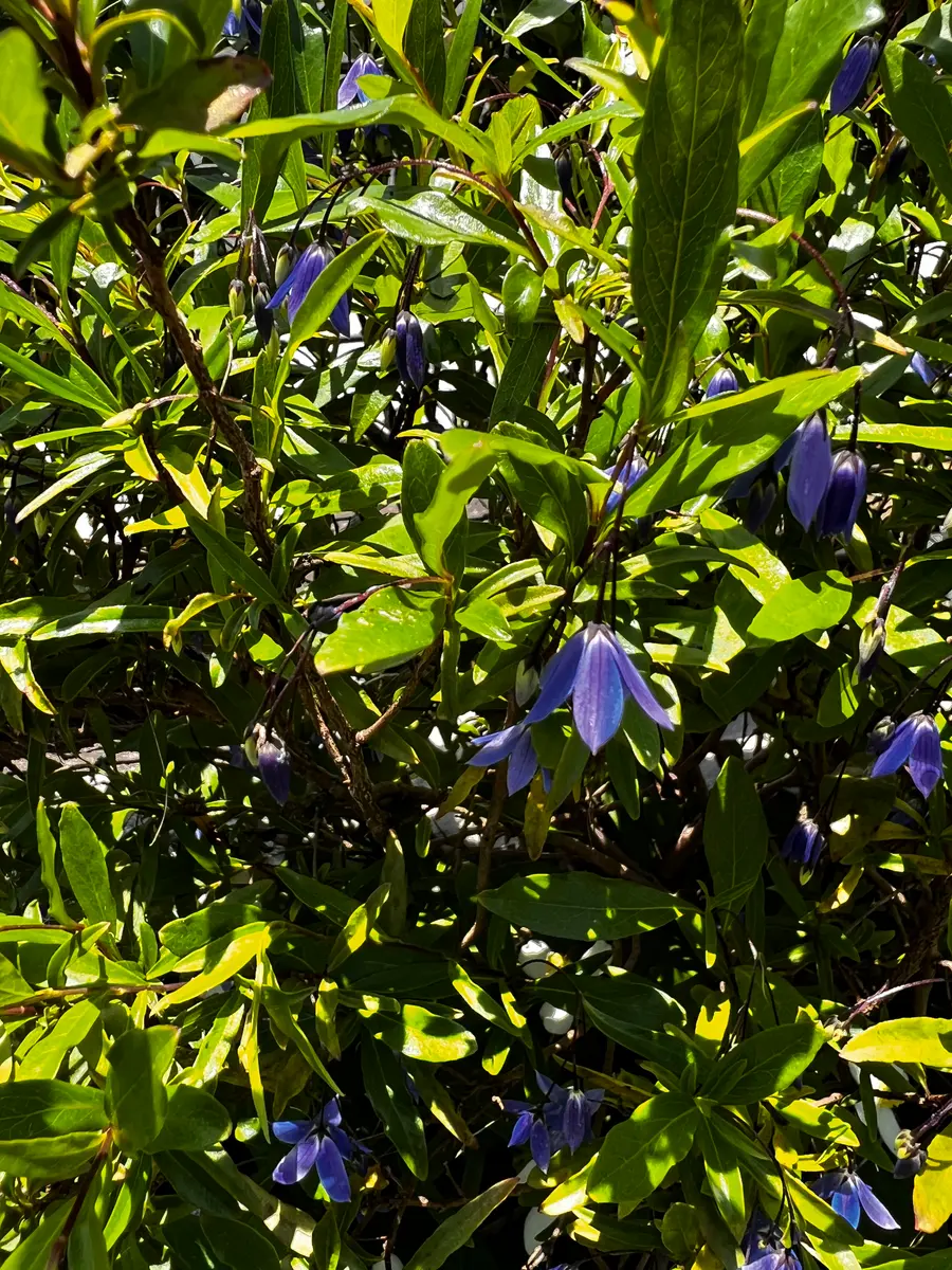 【サービス品@1780】ベルブルー錦(2苗) サービス品@1780】ベルブルー錦(2苗) 観葉植物