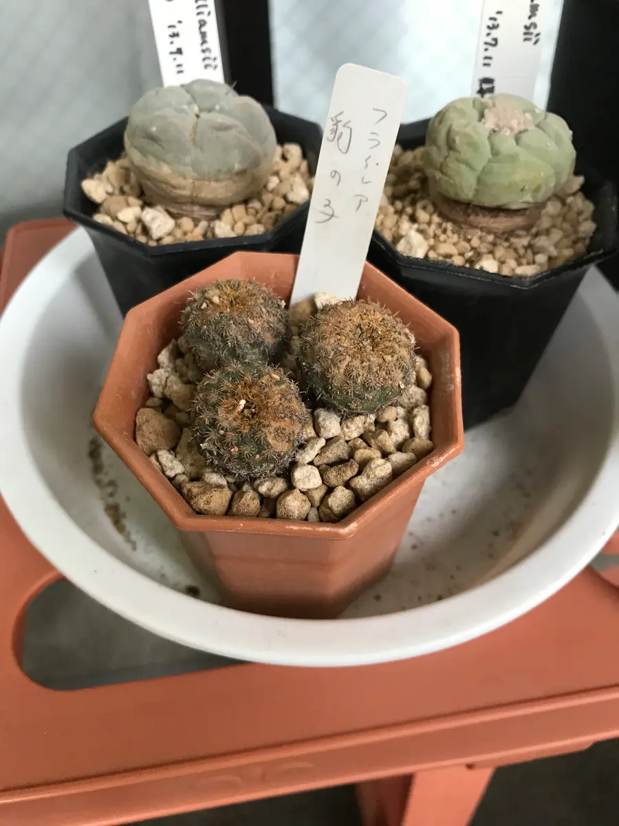 フライレア 豹の子 栽培記録 201406-｜そだレポ（栽培レポート）byさ